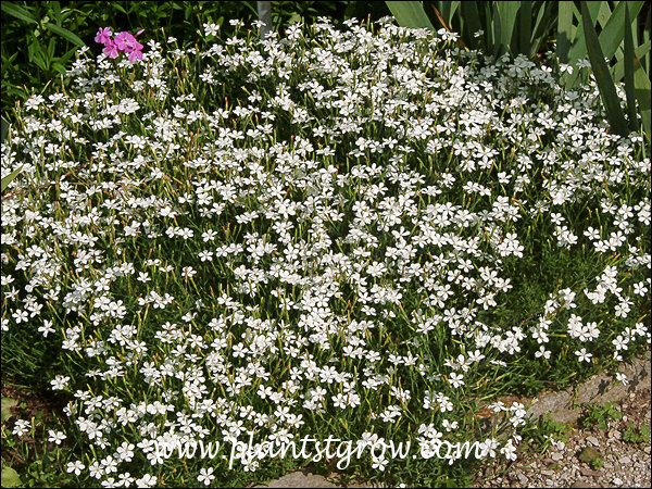 Dianthus Confetti white